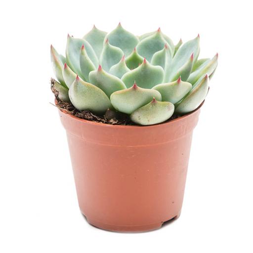 potted-succulent.jpg