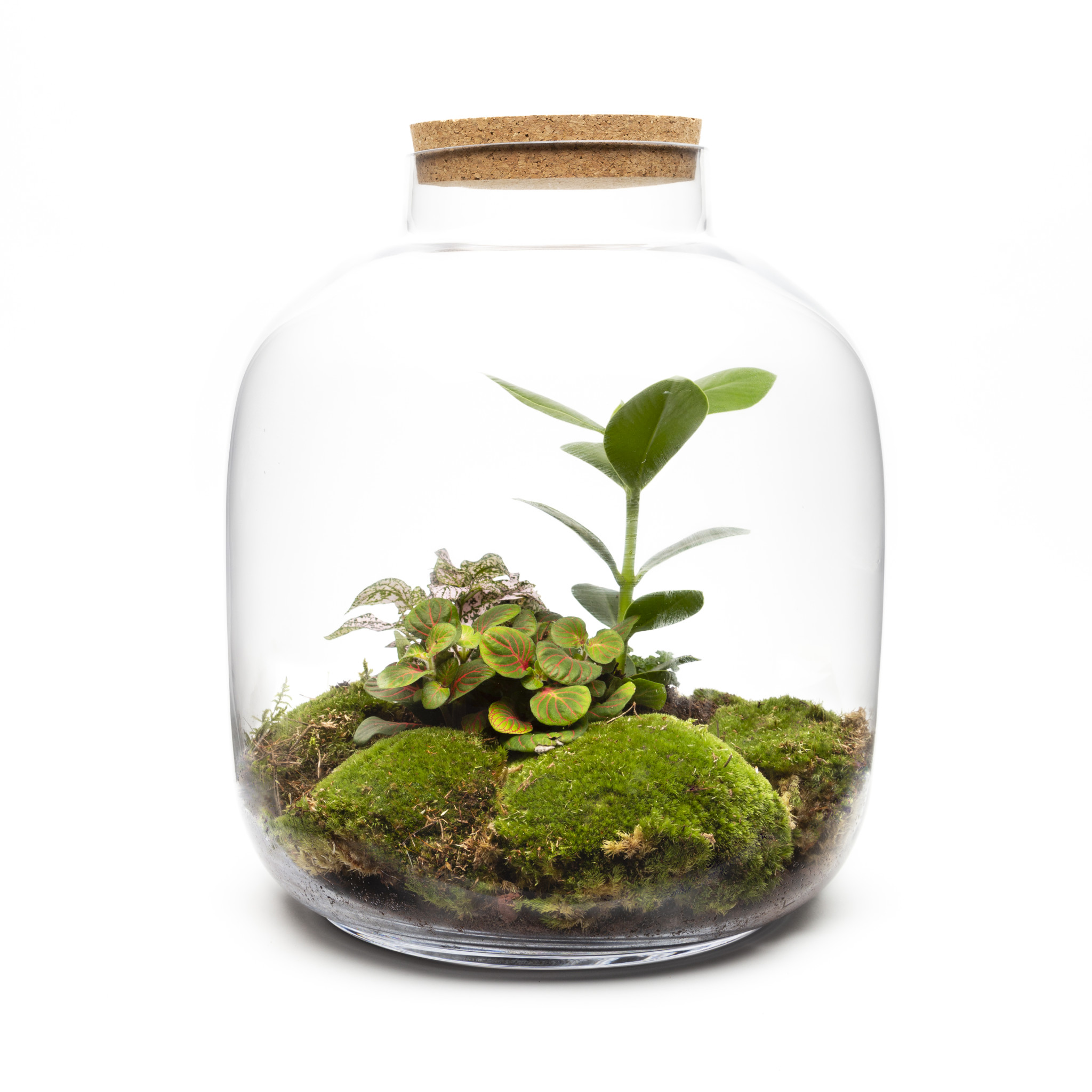 Terrariums | Fully Assembled | DIY Terrariums | Terrarium Gifts | The ...