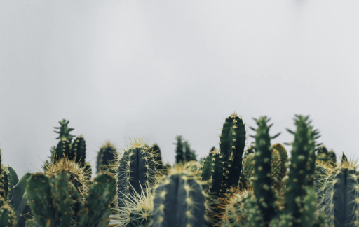 care-for-cactus-1024x648.png