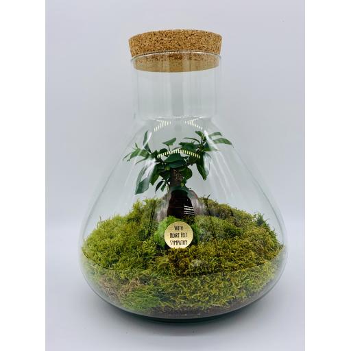 Amazing Bonsai Tree Sympathy Gift in the world Learn more here 