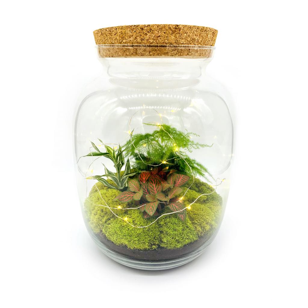 Closed Terrariums - Self Watering - Sealed Glass Terrarium