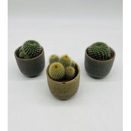 CactusStoneTrio.jpg