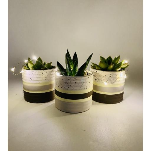 Mother's Day Scandi Succulent Trio Gift Set