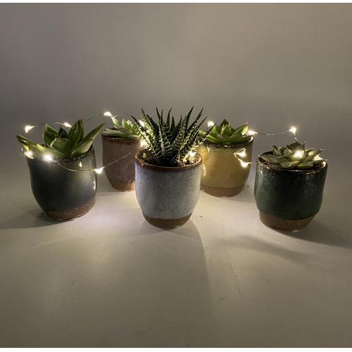 Earthenware Succulent Gift Set 5 Plants